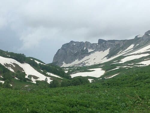 Абрикос