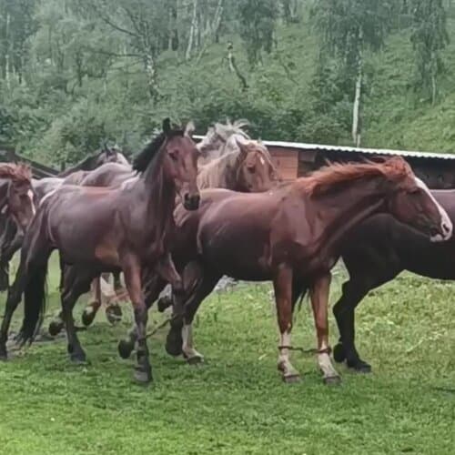 Чедоев привал