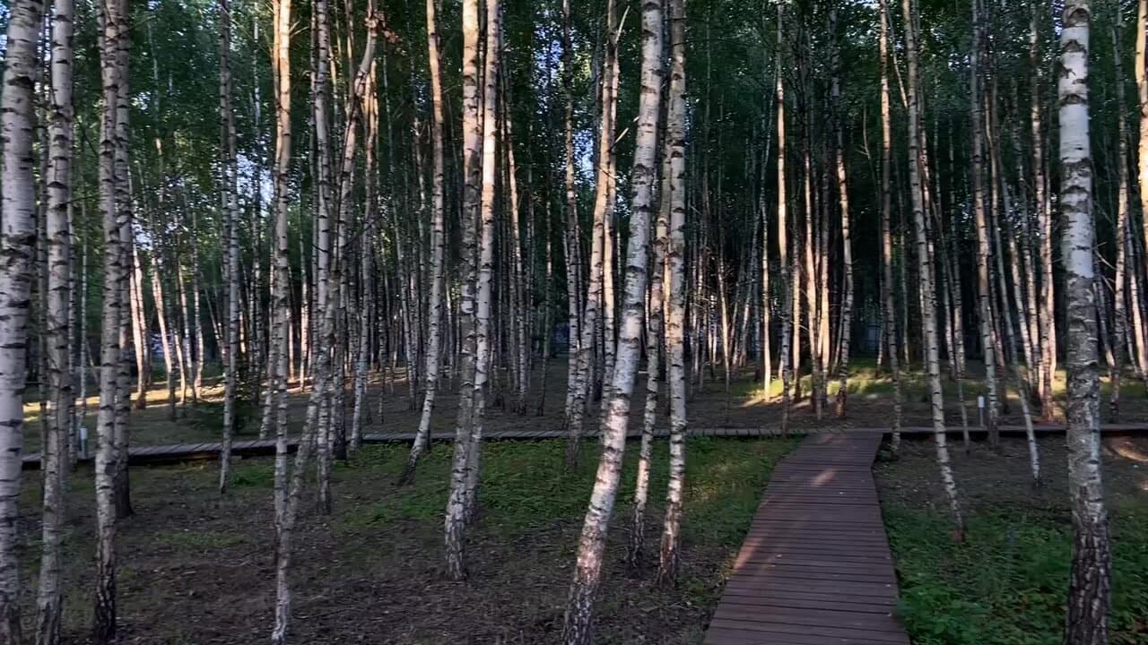 Дыши лесом
