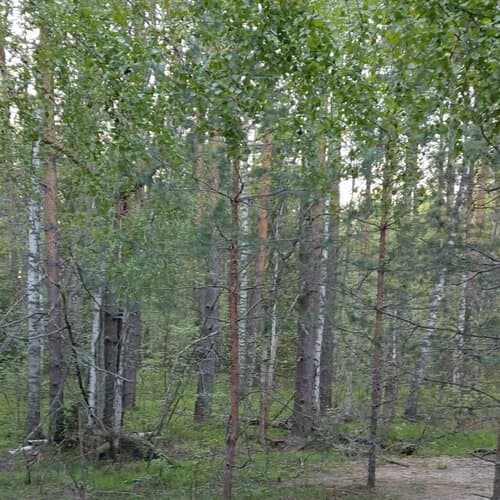 Эко-отель Форест