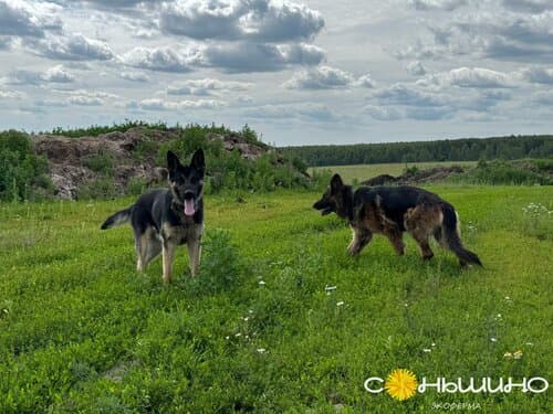 Экоферма Соньшино Парк
