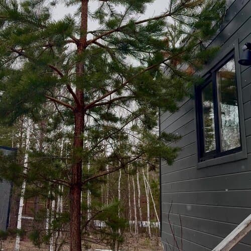 ForestHouse