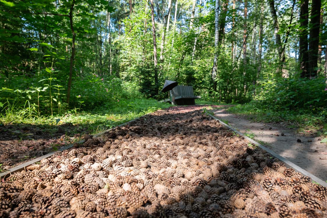 Глэмпинг Лосиный остров