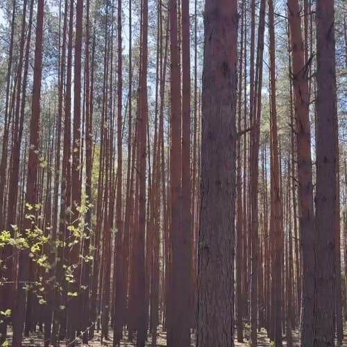 Глэмп-парк Илеть