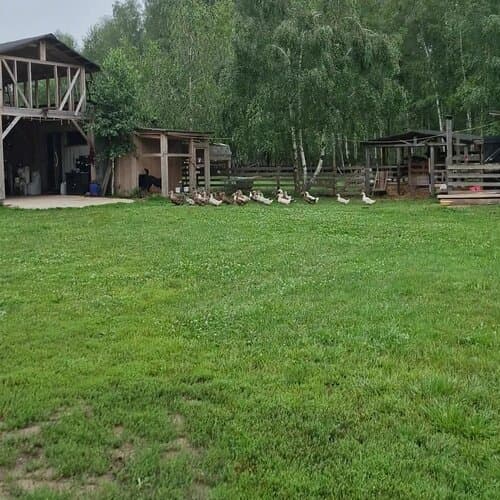 Козы да березы
