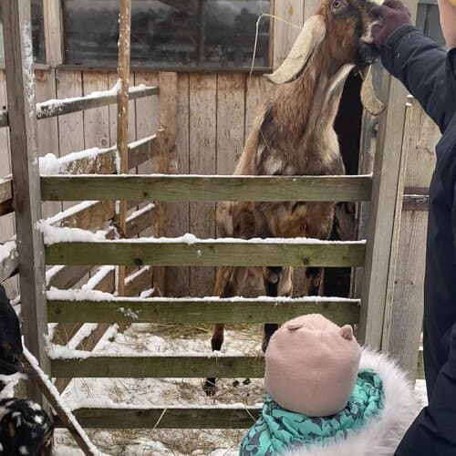 Козы да березы