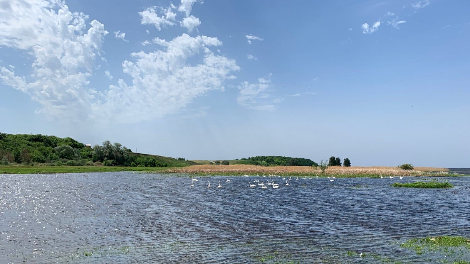 Лебедино Эко