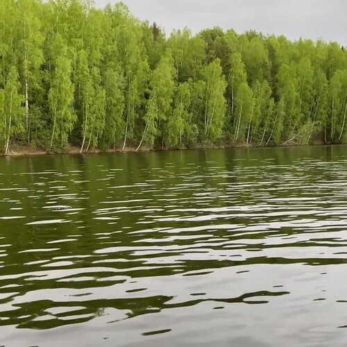 Лесной берег