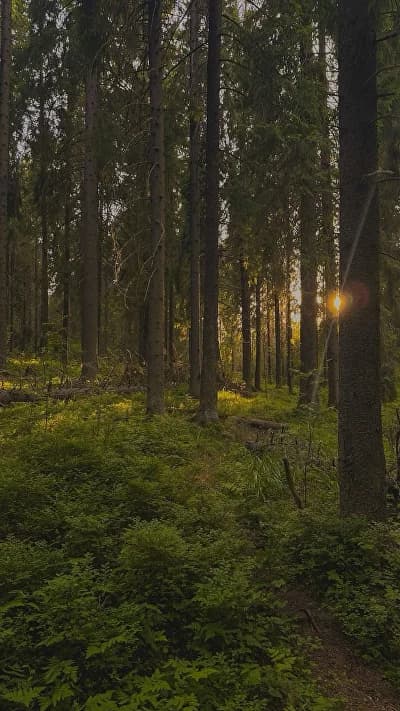 Дом в аренду Лис и лес