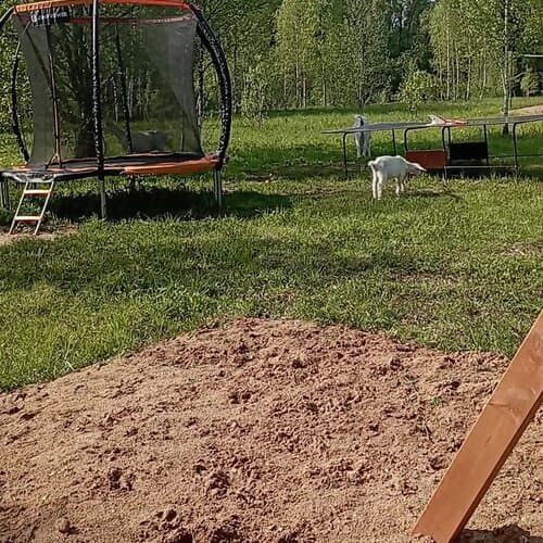 Глэмпинг Модная коза