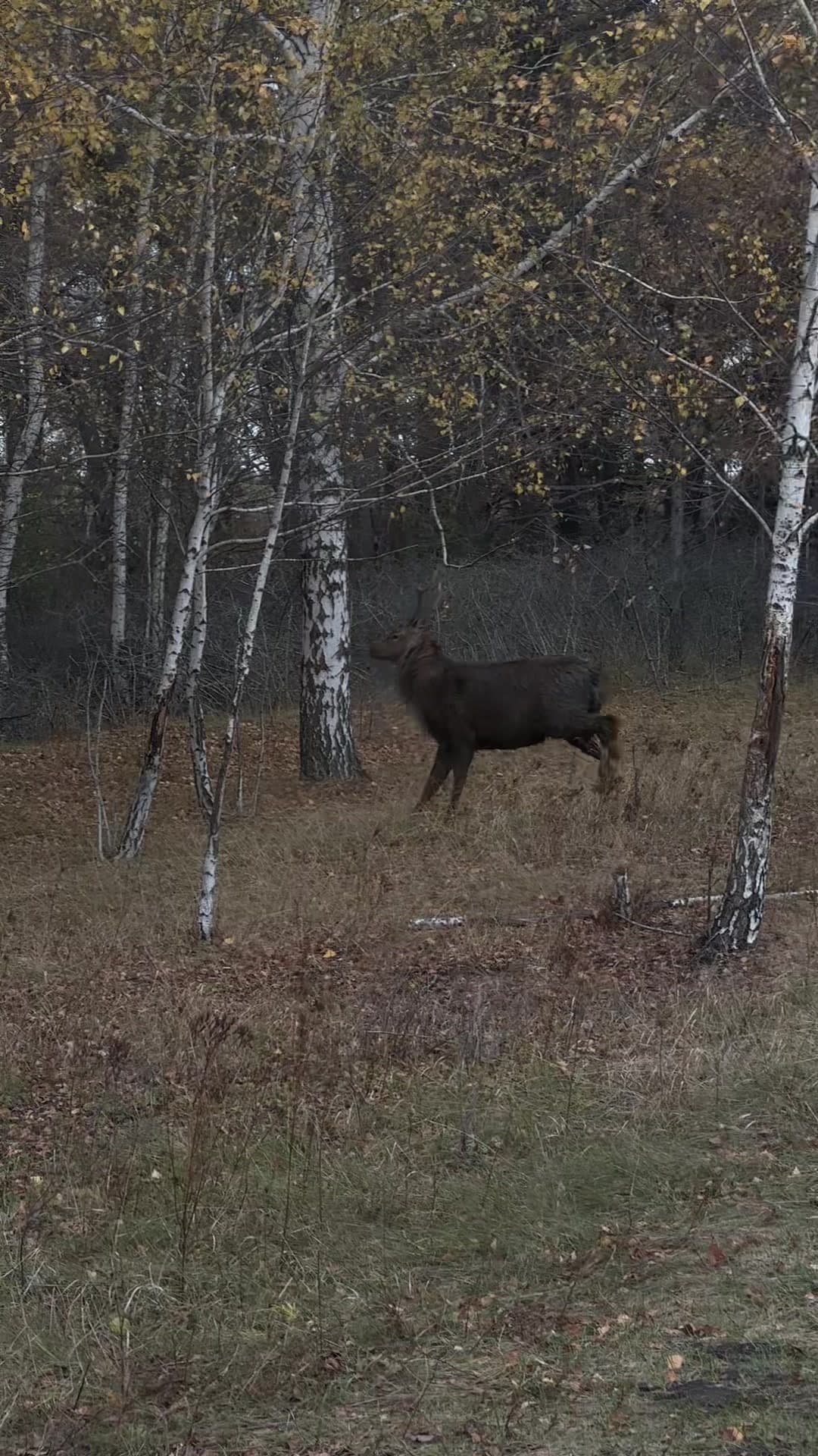 Олений