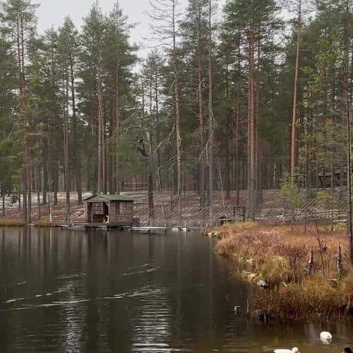 Шишки на Лампушке