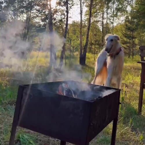 Звездный лес