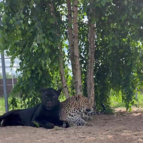 Усадьба Заповедное