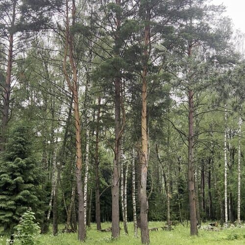 Ветра эко Парк