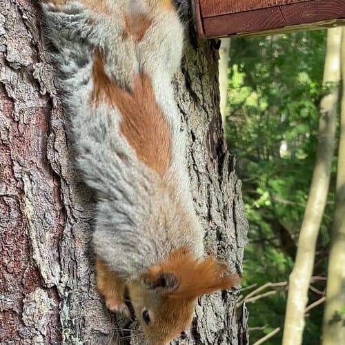 Высокий берег
