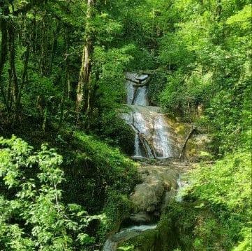 Южный вайб &amp;quot;Древо&amp;quot;