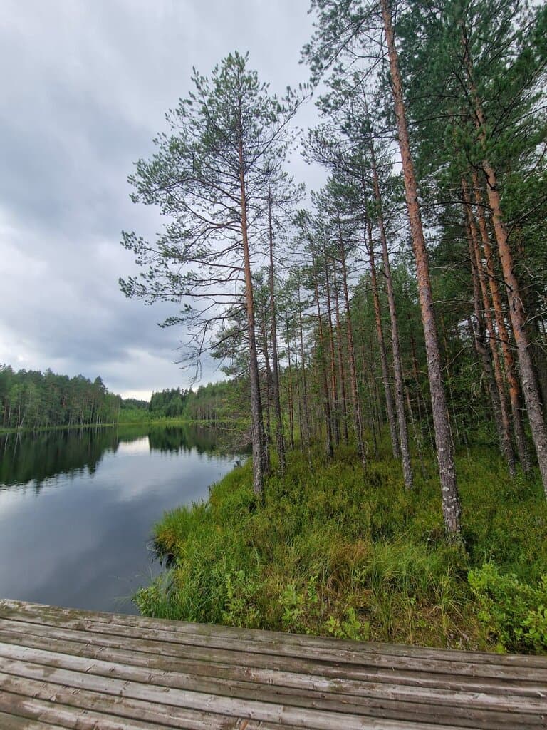 ЭКО-лес — глэмпинг в Ленинградской области