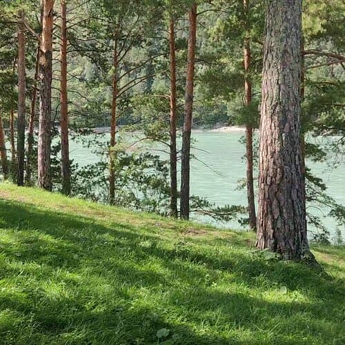 Алтерия