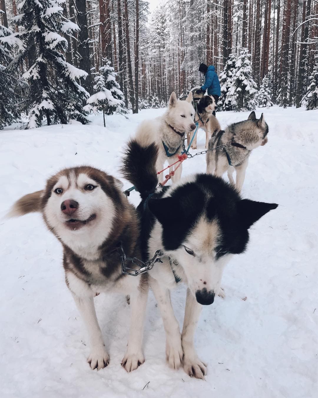 Husky Moa