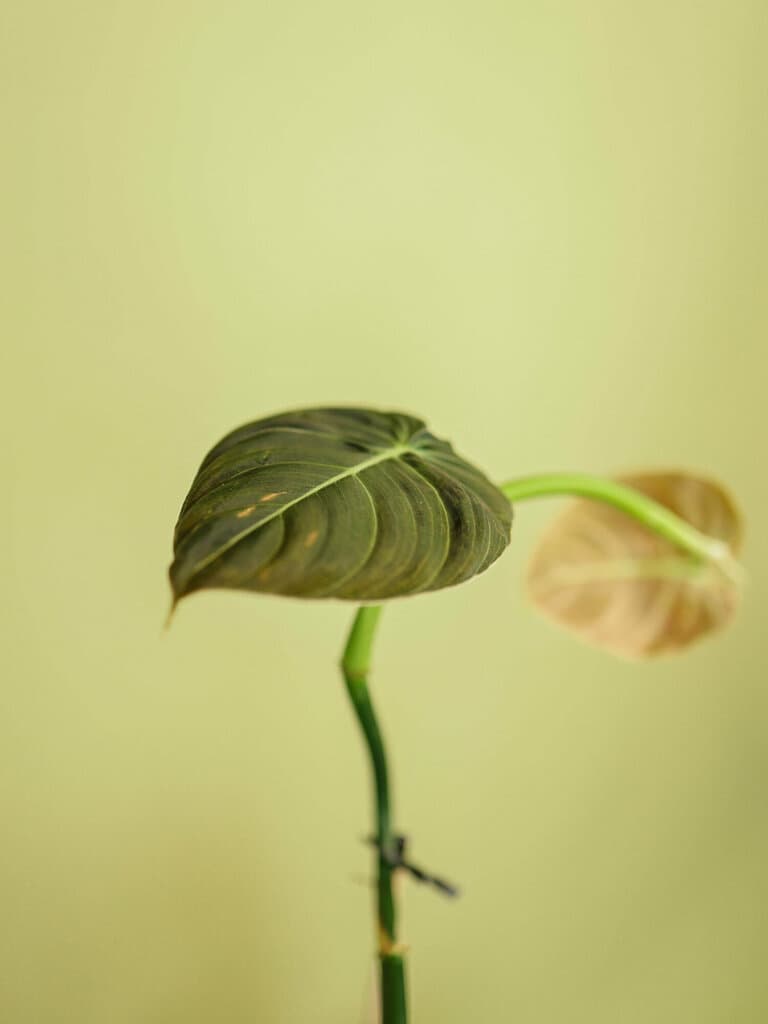 Katsumi
