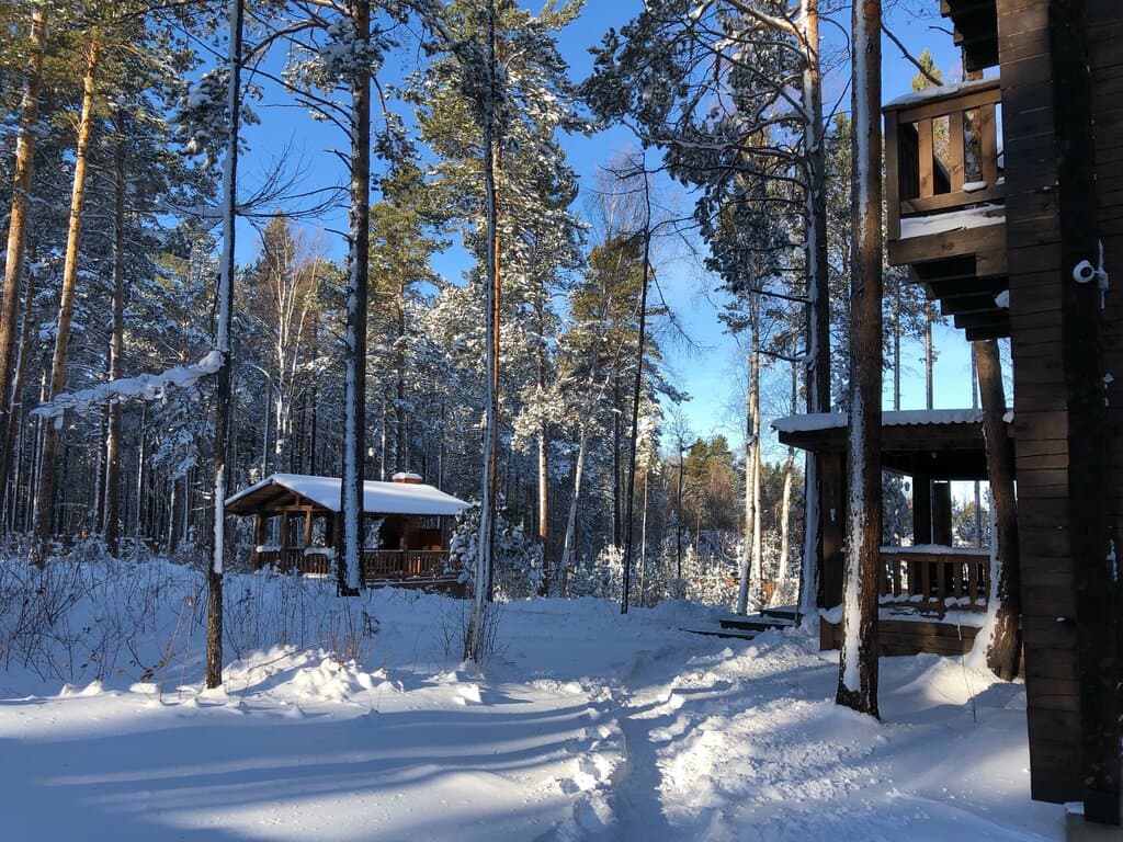 Сосны