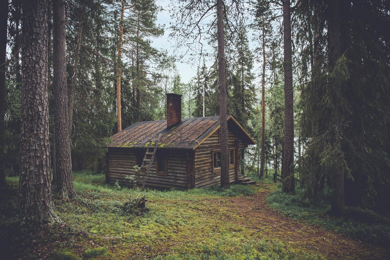 Лес Зовёт