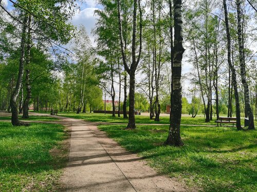 Берёзовая роща